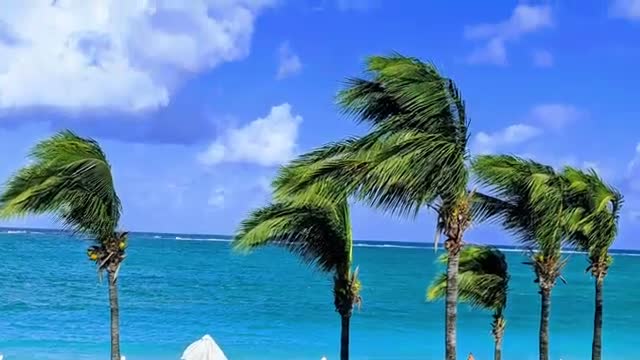 Palm trees over the turquoise water of Grace Bay