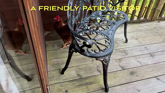 A hen — the video’s “friendly patio visitor” — on the pod’s deck