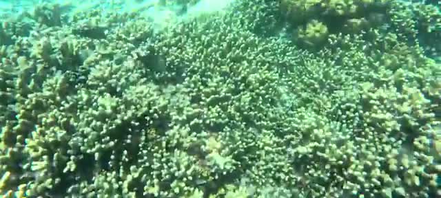 Snorkeling over vibrant coral right by the villa