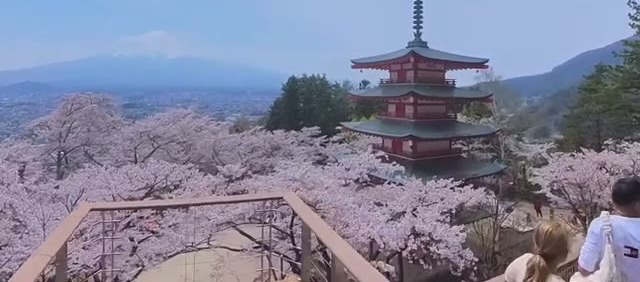 Chureito Pagoda framed by cherry blossoms