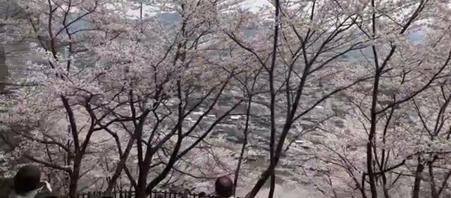 Cherry blossoms on the hillside below Chureito Pagoda