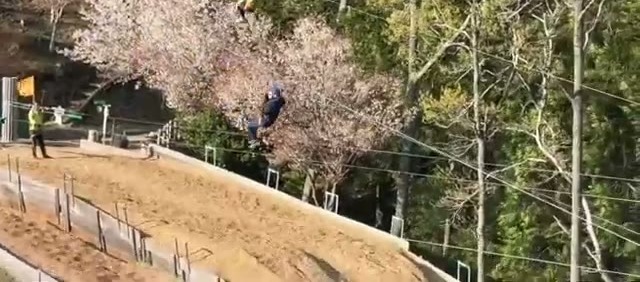 Ziplining back through the forest, past cherry blossoms