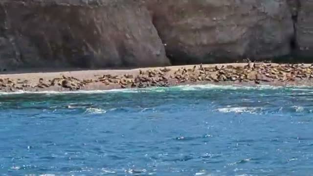 Sea lions crowding the rocky shore