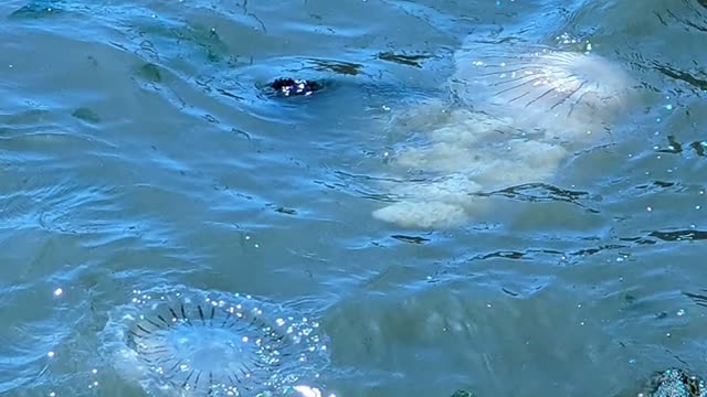 Jellyfish near the shore — the reason this isn’t a swimming beach