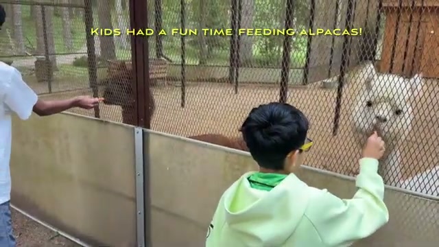 Feeding the alpacas