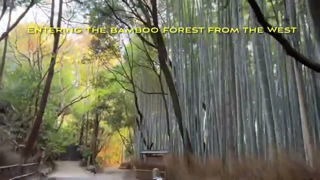 Bamboo forest