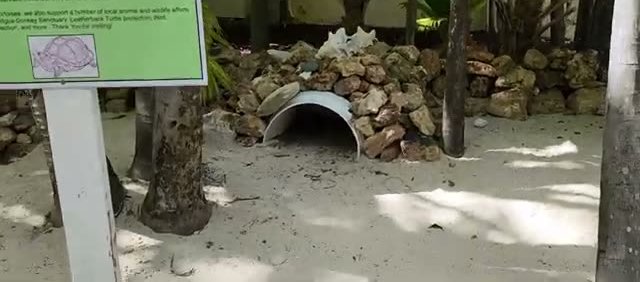 The small tortoise sanctuary on the resort grounds